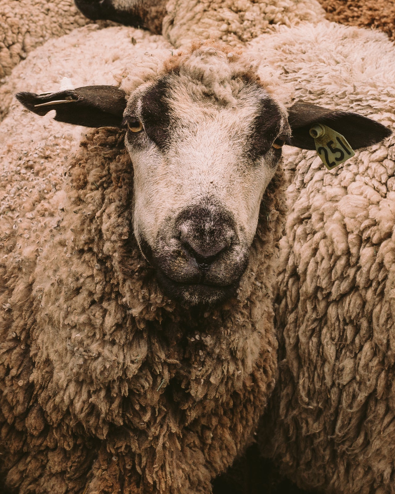 Shear: CVM & Romeldale