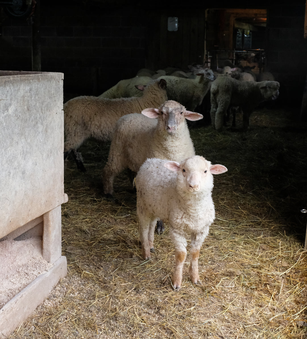 Shear: Merino-Dorset DK – Harrisville Designs, Inc.