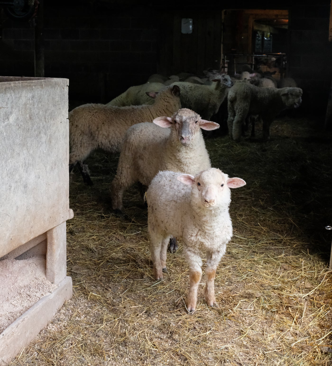 Shear: Merino-Dorset Aran