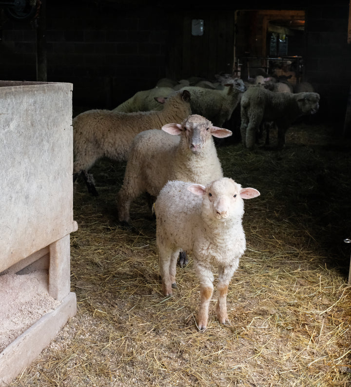 CottageHillFarm-byNickColony-