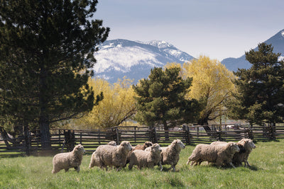 Shear: Merino-Dorset DK