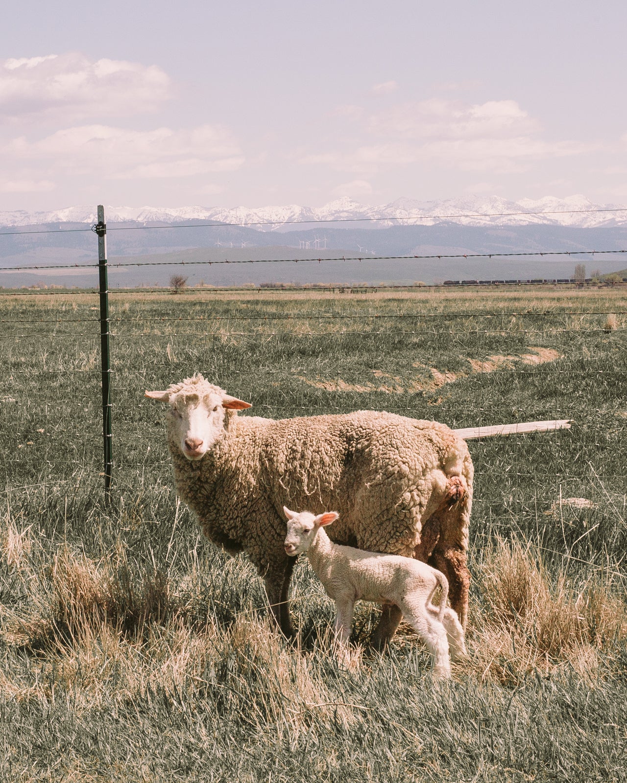 Shear: CVM & Romeldale