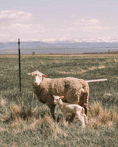 Shear: CVM & Romeldale