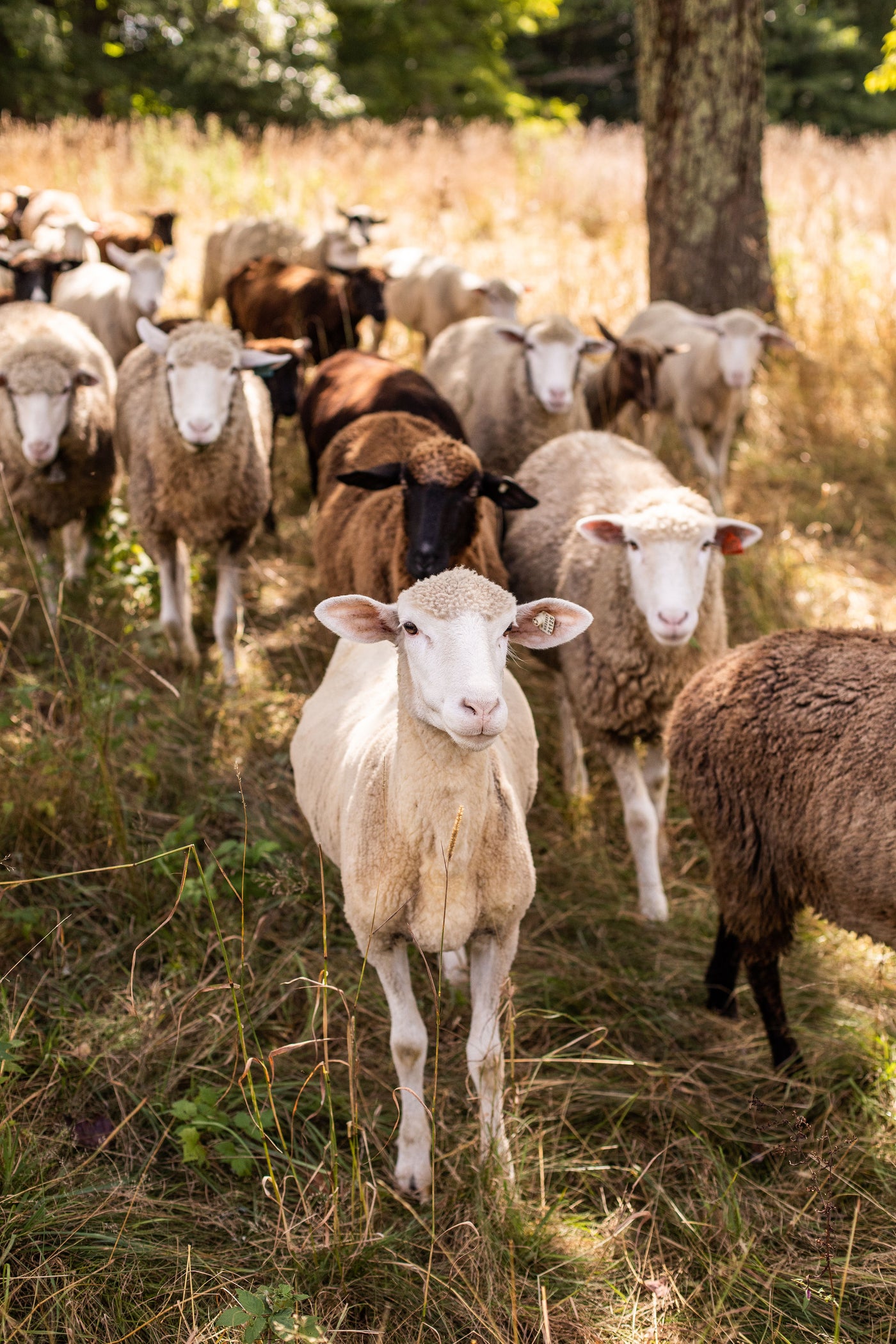 Shear: Merino-Dorset Aran
