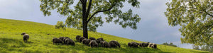 A flock of sheep grazing